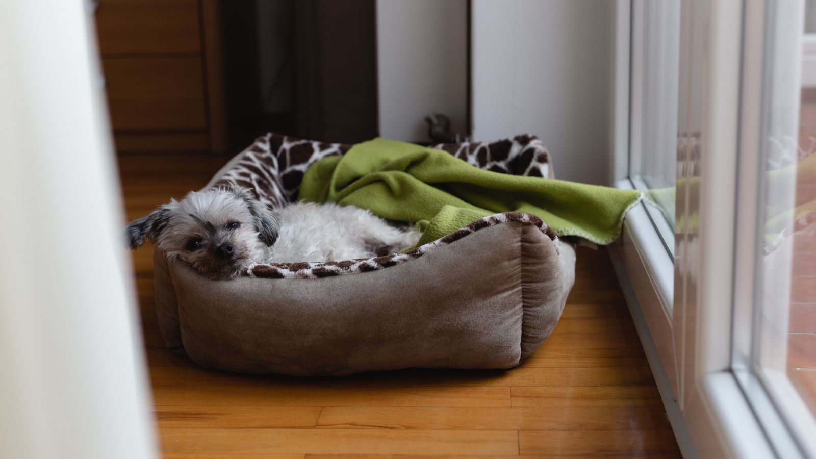 Dog Beds, Blankets & Transport – Millie's Pet Supplies Store