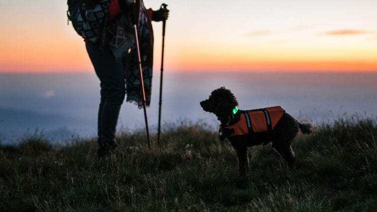 Trekking & Walking Sticks & Hiking Poles