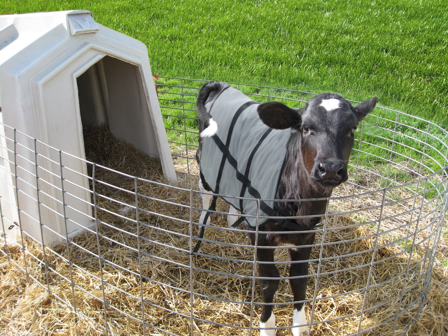 Bodyguard Calf Summer blanket