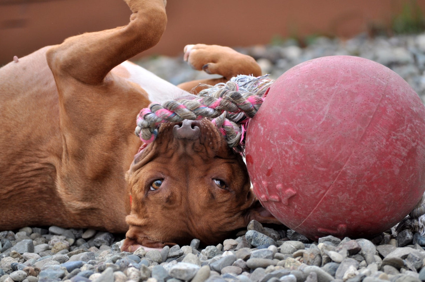 Jolly Ball Romp-n-Roll 10 cm Red