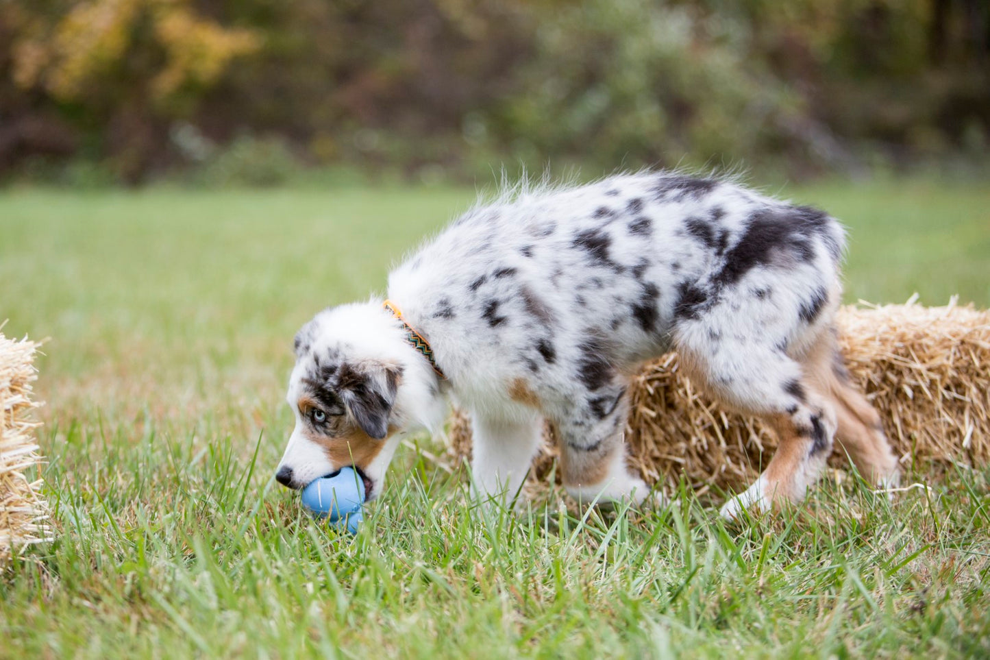 KONG Puppy M 8,6 cm Blue or Rose