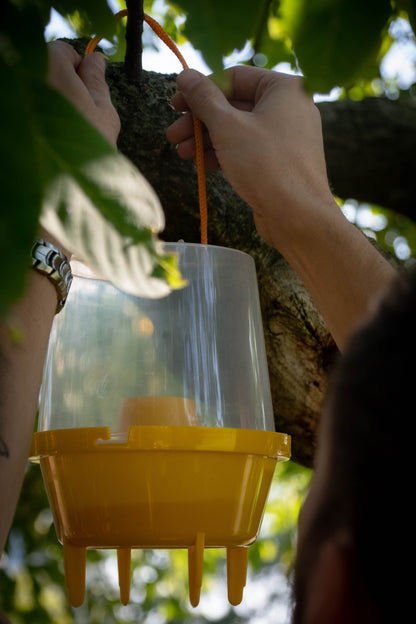 Knock Pest Wasp Trap