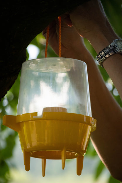 Knock Pest Wasp Trap