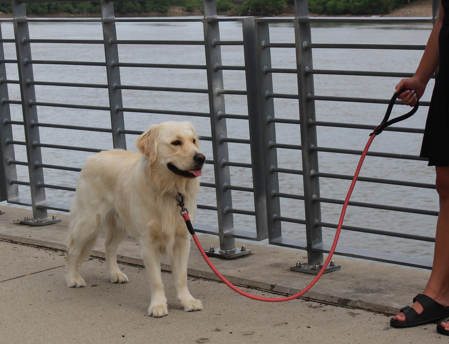 KONG Rope slip leash  One Size Black