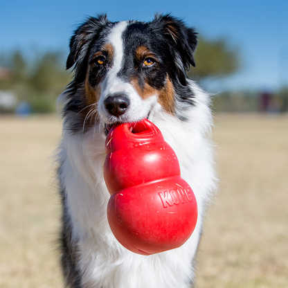 KONG Bounzer Medium