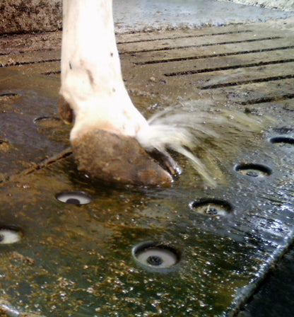 Hoofcare spray mat (Vink)