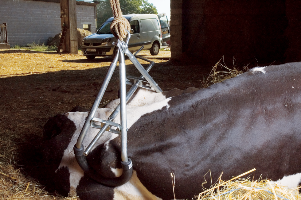 Cow lifting frame Easy