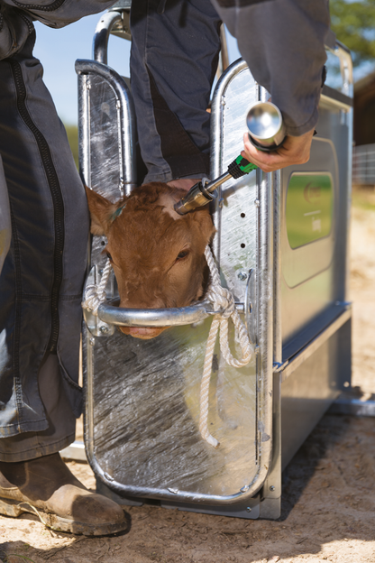 Express Restraint cage for calf