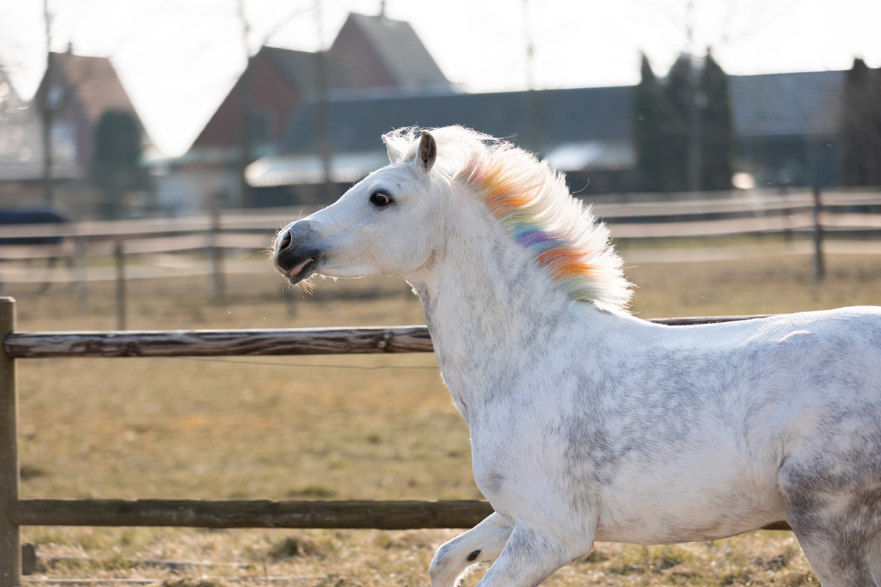 Paardenpraat regenboog kleurkrijt