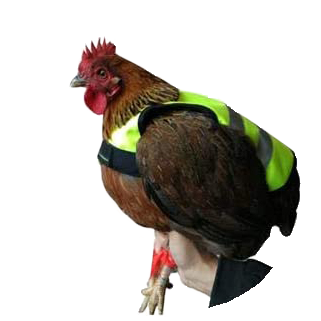 Gaun Chicken vest