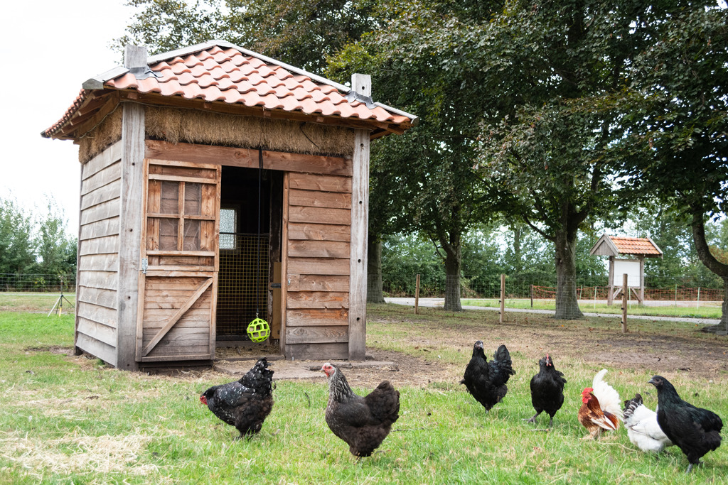 Lax Pick block for chickens