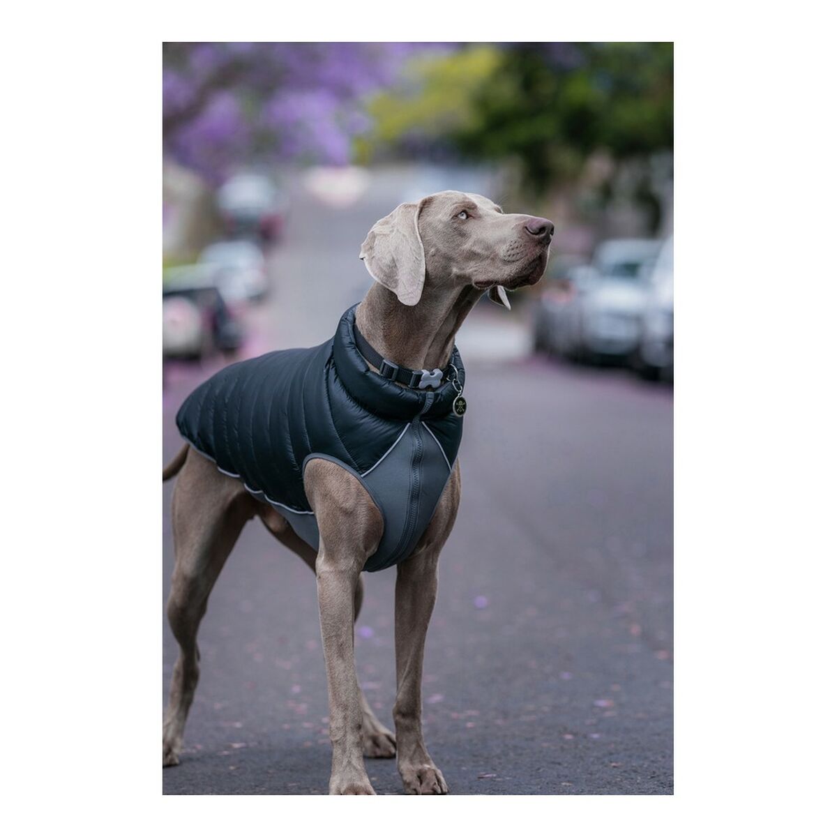 Dog Coat TicWatch Puffer Black/Grey 30 cm