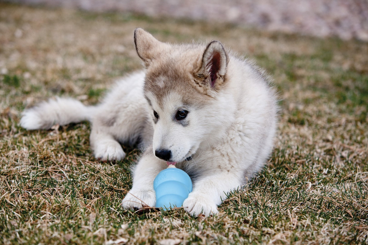 KONG Puppy L 10,1 cm Blue or Rose